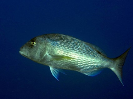 A single fish, toothbream (Dentex dentex), swims in deep blue water in the Mediterranean near