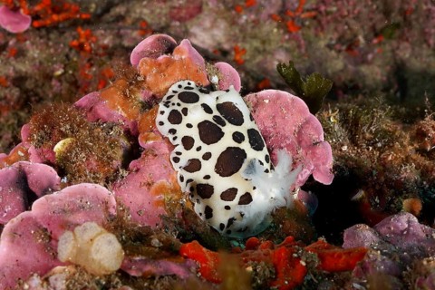 A spotted leopard snail (Discodoris atromaculata), nudibranch, glides across a colorful sea sponge,
