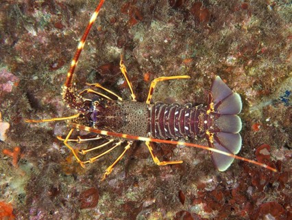 Lively European crawfish (Palinurus elephas) with distinctive orange-purple armor in the