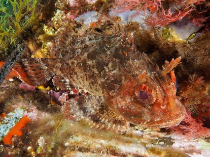 Brown dragon head (Scorpaena porcus) in reddish brown tones between seaweed under water in the