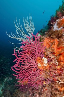 Colourful corals, colour-changing gorgonia (Paramuricea clavata) and white gorgonia (Eunicella