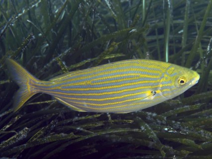 A single, colorful fish with yellow-blue stripes, gold stripes (Sarpa salpa), swims through