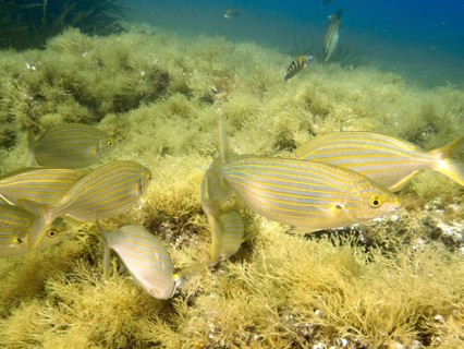 A swarm of fish, gold welts (Sarpa salpa), swims across algae-covered seabed in clear water in the