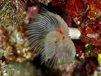 A smooth calcareous tubular worm (Protula tubularia) with spread tentacles in a lively reef in the