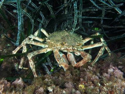 A crab, spider crab (Maja squinado), moves cleverly and camouflaged through Neptune grass
