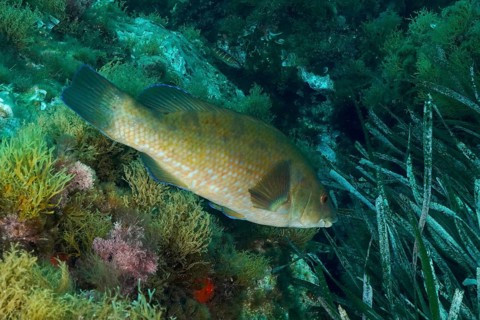 Spotted wrapfish (Labrus bergylta) swims next to rocks and various underwater plants in the