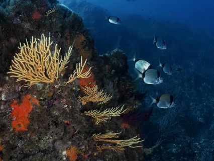 Underwater landscape with yellow gorgonians (Eunicella cavolinii) and two-tailed bream (Diplodus