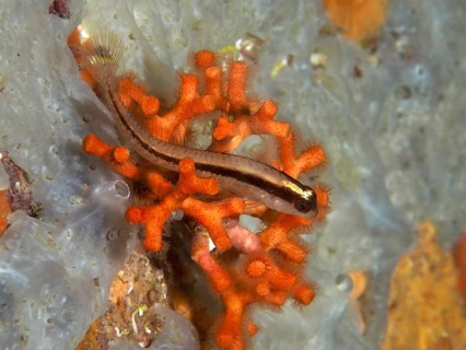 A small fish, long-striped hagfish (Parablennius rouxi), rests on a lively orange falsified coral