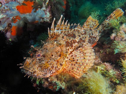 A detailed scorpionfish, Great Red Dragonhead (Scorpaena scrofa), camouflages itself among colorful