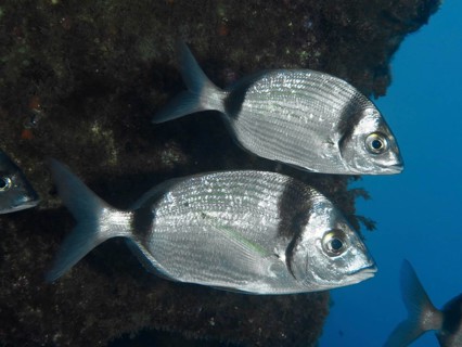 Two binded breams (Diplodus vulgaris) close to a rock in the blue water in the Mediterranean near
