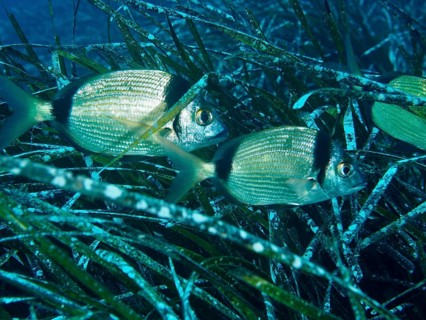Two two-banded breams (Diplodus vulgaris) hide in Neptune grass (Posidonia oceanica) in the