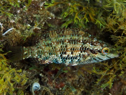 Five-legged wrapfish (Symphodus roissali) with patterned brown and green scales between algae in