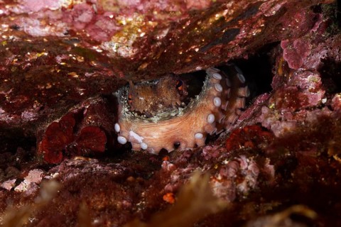 Octopus, common octopus (Octopus vulgaris) with visible tentacles hides between rocks in the