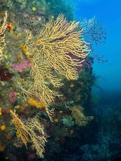 Yellow gorgonias (Eunicella cavolinii) grow on a rock in a blue underwater space in the