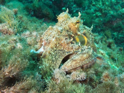 Camouflaged octopus, common octopus (Octopus vulgaris) among algae on the seabed in the
