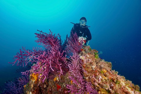 Diver explores a purple coral, color-changing gorgony (Paramuricea clavata), overgrown underwater