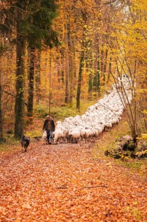Flock of sheep moving through colorful autumn forest, accompanied by a shepherd and dog, Gechingen,
