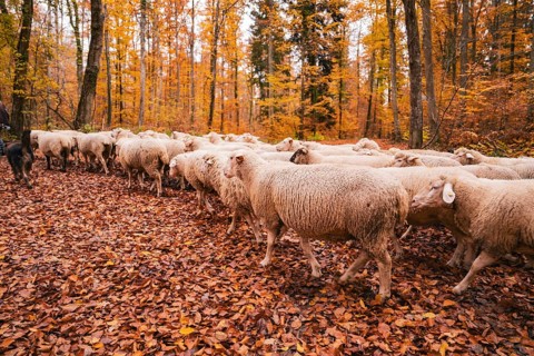 A flock of sheep wanders through an autumn forest on a path covered with leaves, Gechingen, Calw