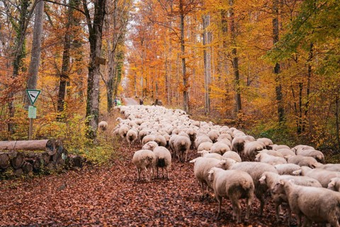 A flock of sheep moves along a trail in autumn forest, Gechingen, Calw district, Germany