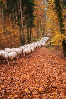 Sheep follow a path through the autumnal forest covered with leaves, Gechingen, Calw district,