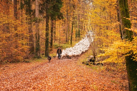 A guardian and dog accompany a flock of sheep through an autumn forest, Gechingen, Calw district,