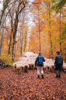 Two people lead a large flock of sheep on an autumn forest trail, Gechingen, Calw district, Germany