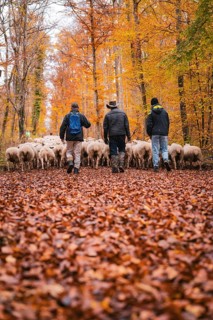 Three people accompany a flock of sheep on a leafy forest trail in autumn, Gechingen, Calw