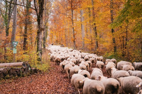 Flock of sheep wandering on a path covered by leaves through the autumn forest, Gechingen, Calw