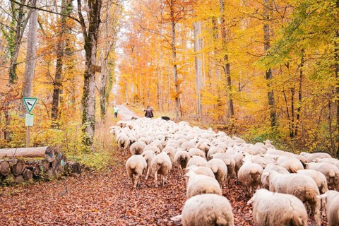 A flock of sheep is led by a keeper through the autumn forest, Gechingen, Calw district, Germany