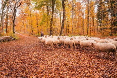 A flock of sheep wandering through an autumnal forest full of fallen leaves, Gechingen, Calw