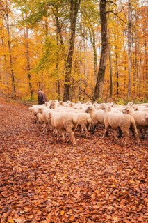 Sheep move through a path in autumn forest, accompanied by a guardian, Gechingen, Calw district,