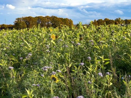 Field with bee-friendly flowers in autumn on sunny autumn day with sunflowers (Helianthus) in full