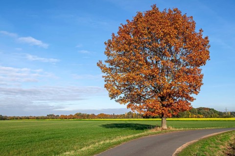 Red oak (Quercus rubra) in autumn, Münsterland, North Rhine-Westphalia, Germany