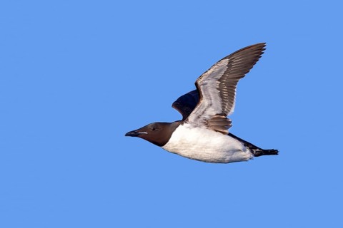 Thick-billed murre, Brünnich's guillemot (Uria lomvia lomvia) flying against blue sky in summer,