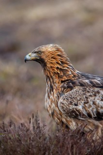European golden eagle (Aquila chrysaetos chrysaetos) close-up portrait of adult in moorland,