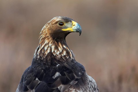European golden eagle (Aquila chrysaetos chrysaetos) close-up portrait of juvenile in moorland,