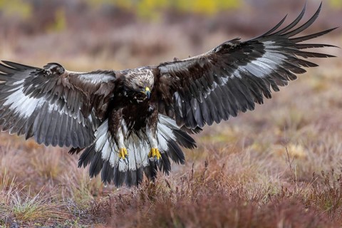 European golden eagle (Aquila chrysaetos chrysaetos) juvenile showing large talons in flight while
