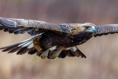 European golden eagle (Aquila chrysaetos chrysaetos) juvenile flying over moorland, heathland in