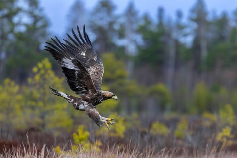 European golden eagle (Aquila chrysaetos chrysaetos) juvenile in flight, landing in moorland,