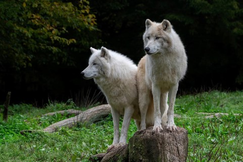 Two Arctic wolves, white wolves, polar wolves (Canis lupus arctos) in zoo, wolf species native to