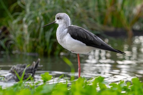 Black-winged stilt (Himantopus himantopus) resting on one leg in shallow water of pond at wetland