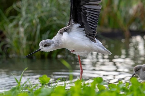 Black-winged stilt (Himantopus himantopus) stretching wings in shallow water of pond at marshland