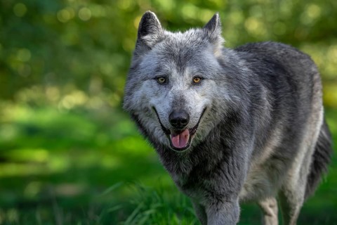 Close-up portrait of black and white Northwestern wolf, Mackenzie Valley wolf, Canadian, Alaskan