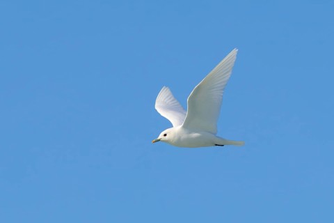 Ivory gull (Pagophila eburnea, Larus eburneus) flying against blue sky along the coast of Svalbard,