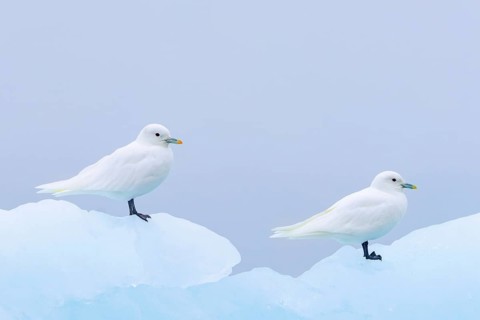 Two ivory gulls (Pagophila eburnea, Larus eburneus) resting on ice floe along the coast of