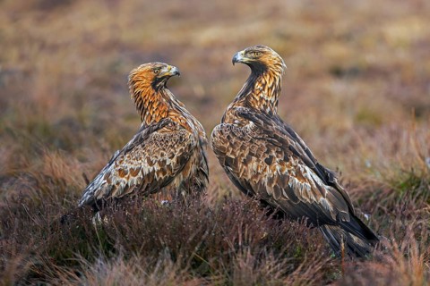 Two European golden eagles (Aquila chrysaetos chrysaetos) sitting in moorland, heathland in winter