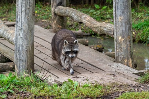 Common raccoon, North American racoon (Procyon lotor) walking over wooden footbridge, invasive