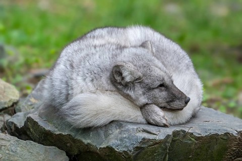Arctic fox, white fox, polar fox, snow fox (Vulpes lagopus) sleeping curled up on rock, showing