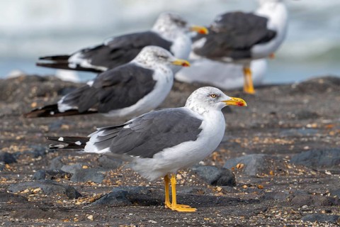 Lesser black-backed gulls (Larus fuscus) resting on high tide refuge during high water along the