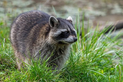 Common raccoon, North American racoon (Procyon lotor) foraging along river bank, invasive species